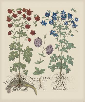 Besler 171 Colored  B2